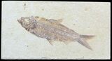 Detailed, Knightia Fossil Fish - Wyoming #57104-1